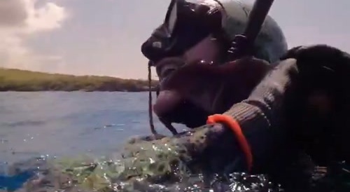 Octopus tries to kill man