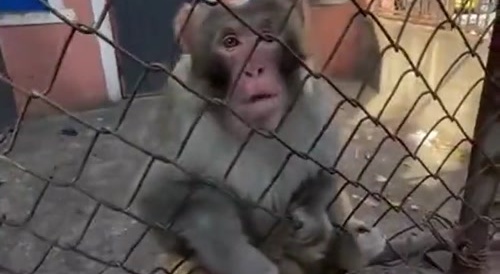 Making the monkey look dumbfounded