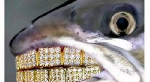 Carnivorous Fish Gallery