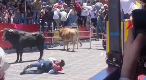 Wannabe matador didn't see the other bull coming... !