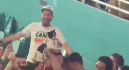 Cat dangling off stadium upper tier...