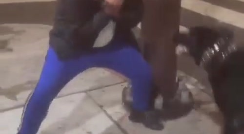Dog Drains Dingdong