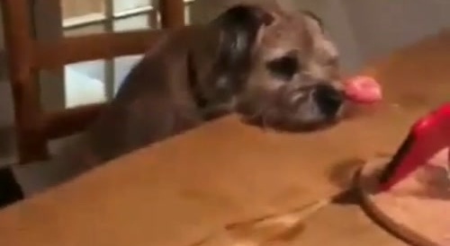 What are you watching, doggie...