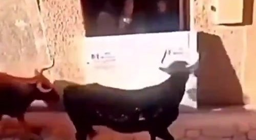 Someone pulls the bulls horns and bull attacks him
