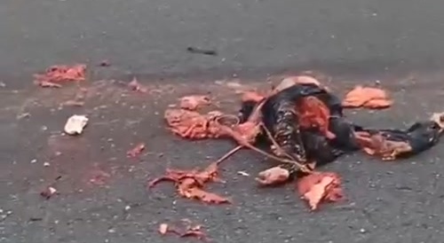 Woman's body torn apart by trailer