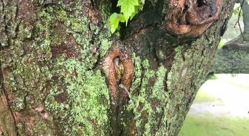 An opening in the tree trunk is peeing like a vagina... !