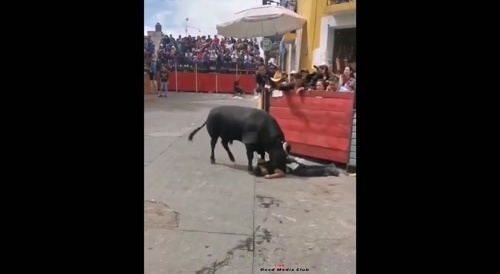 Bull retaliates on a man... !