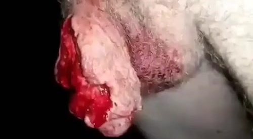 A man has cutt off his penis... !
