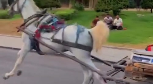 Horse running away  with watermelons