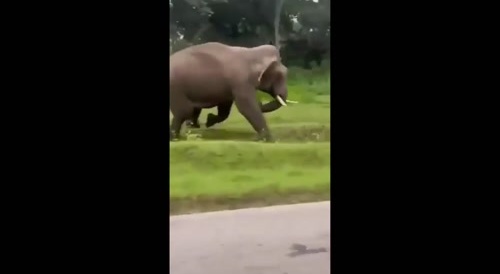 Man attacked by elephant... !
