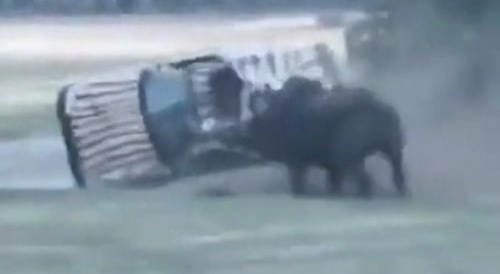 Rhino engages annoying car... !