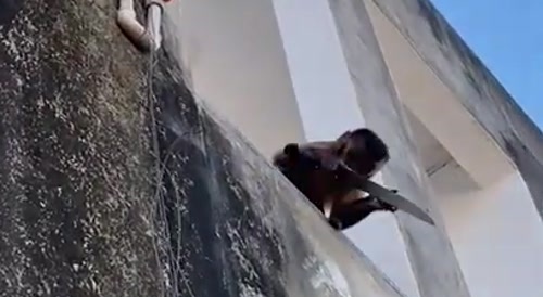 macaco amolando faca