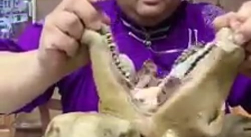 Asian man cuts animal's raw or cooked (?) head open to eat it... !