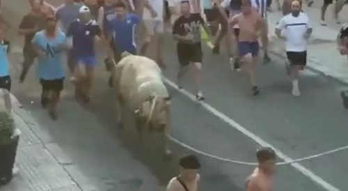 Bull Said Fuck Off