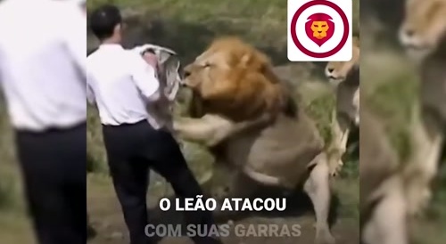 man enters lion's cage at zoo