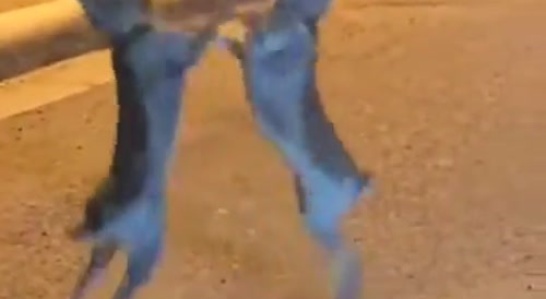 rabbit fight