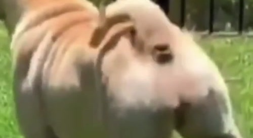 blinking anus