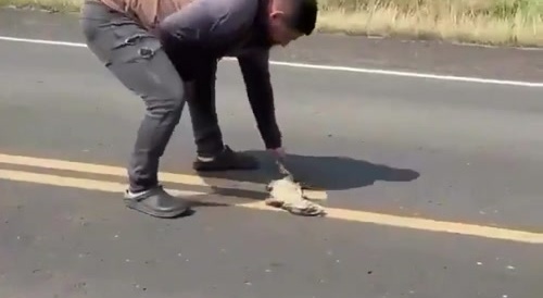 Lizard is saved, saviour not... !