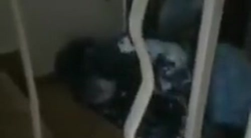 Ukrainian soldier stabs crying Russian soldier in head and neck... !