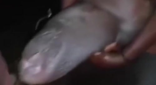 "Elephant Penis" Gets Chopped with Machete - ouch or wow?