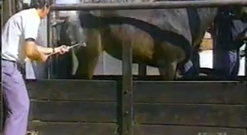 man brands horse and gets kicked