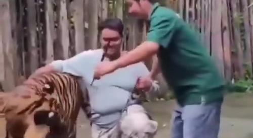 got attacked by a tiger