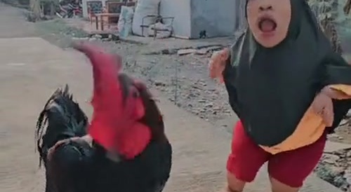 1 rooster & 1 tiny little Muslim woman... !