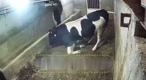 Killer Cow attacks