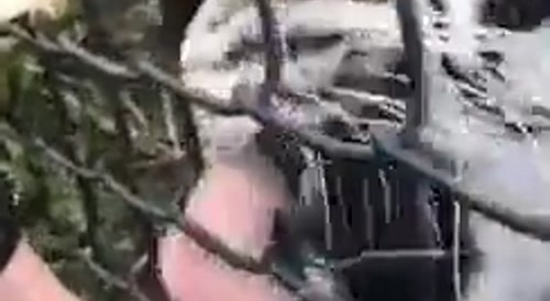 A man has his penis licked by a tiger... !