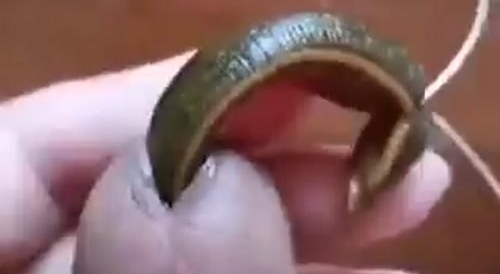 Man lets a monstrous centipede penetrate his penis... !