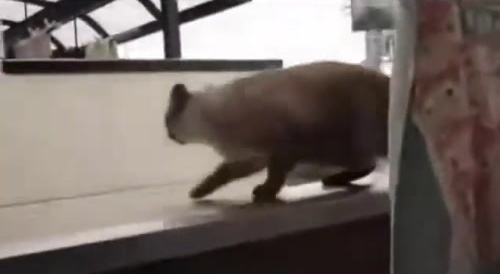 the suicidal cat