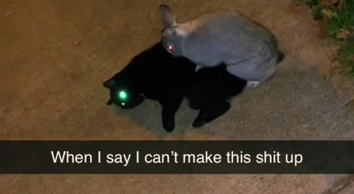 Aliens Use Animals to Deploy Death Ray
