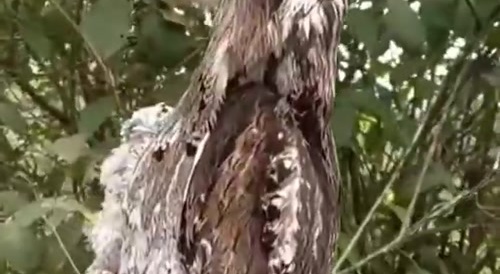 A nightjar chick in the tree next to... ?