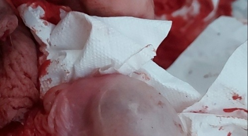 brumeato / scrotum cut open