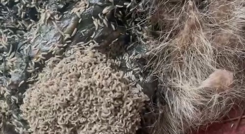 Man Raw Dogs a Rotting Carcass