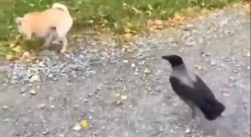 bird pecks dog's butt