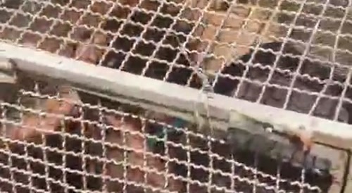 A man trapped in a small square cage is tortured...