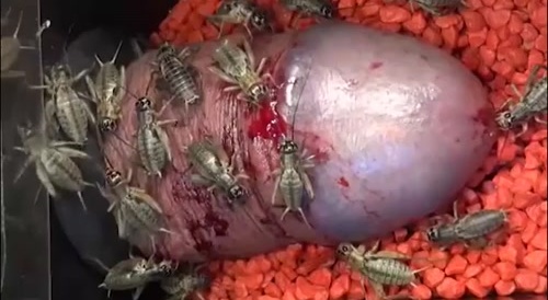 Man getting off on having crickets on his cut penis... !