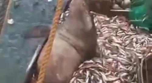 Sea fishing : big catch... !