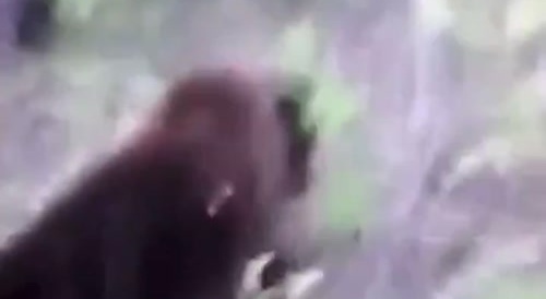 Grizzy Attacks Camera Man
