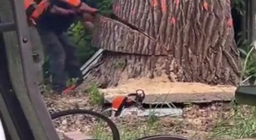 Sawing trees : big tree, small house... !