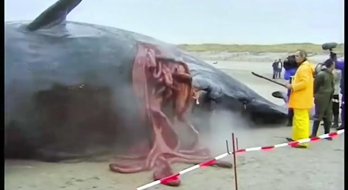 Dead Whale Farts..!