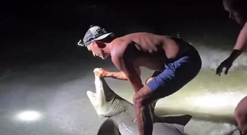 Good Samaritan Helps Shark Becomes Shark Food