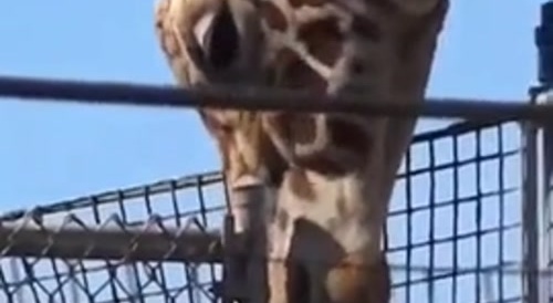 BAD GIRAFFE VERY BADA GIRAFFE