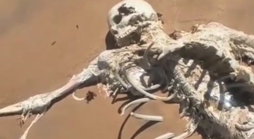 Skeletonized body washed up on the beach