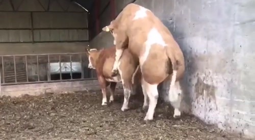 Too fat to mate... !