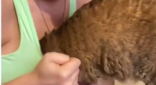 Kitty wants milk...