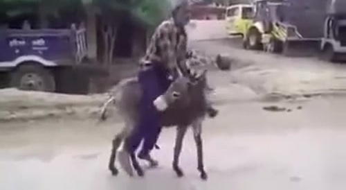 elderly man attacked by an excited donkey