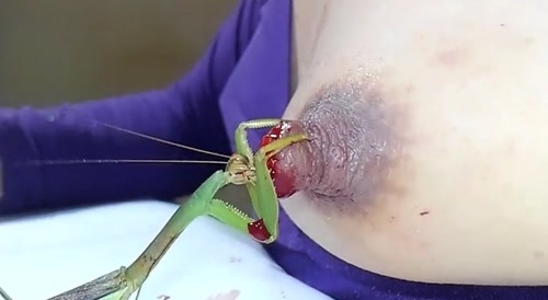 Woman lets a mantis bite & suck her nipple's blood... !