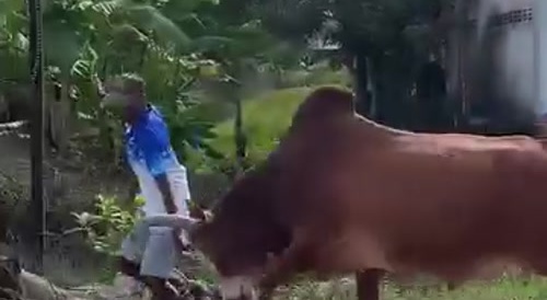 Filipino farmer has an argument with his cow